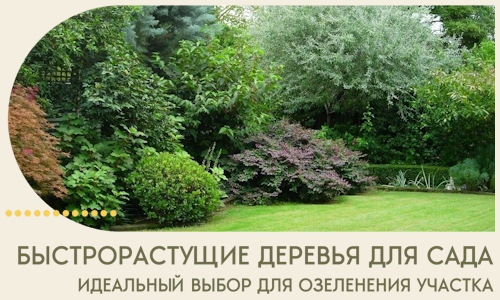 Быстрорастущие деревья для сада идеальный выбор в Коркине
