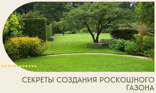 Секреты создания роскошного газона в Коркине